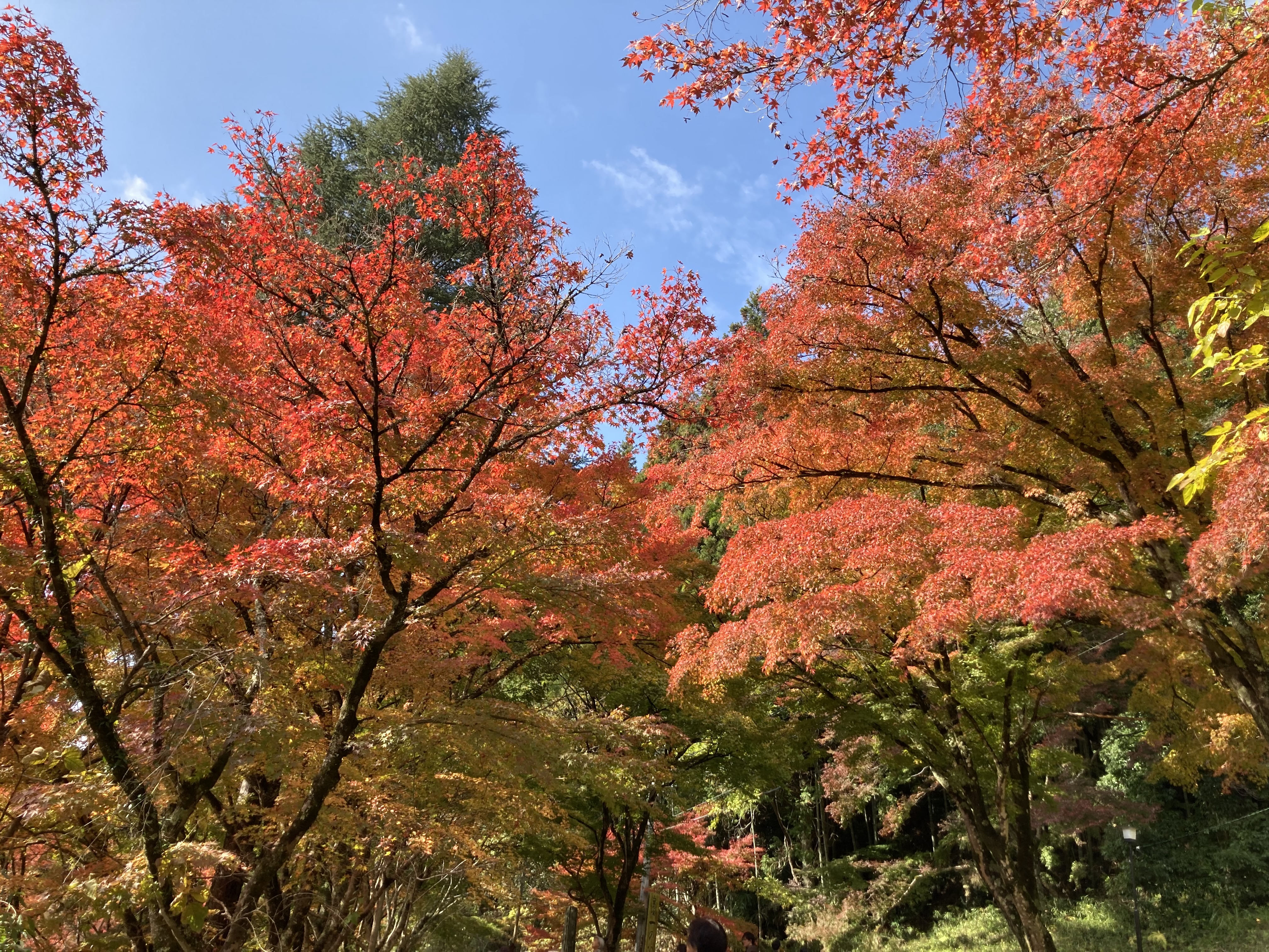 香嵐渓